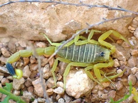 Datos de Escorpión amarillo dieta hábitat e imágenes en Animalia bio