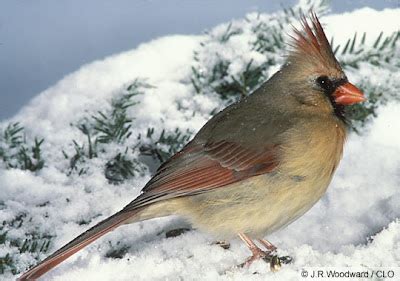 Animals world: cardinal bird female