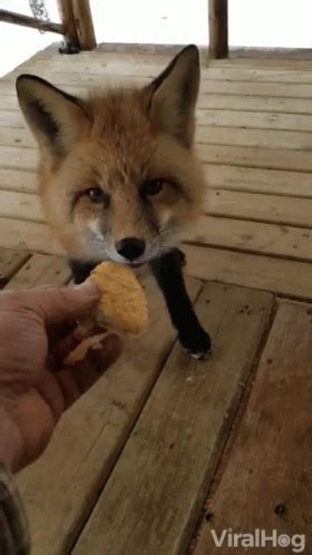 Eating Chicken Nuggets GIF - Eating ChickenNuggets Fox - Discover ...