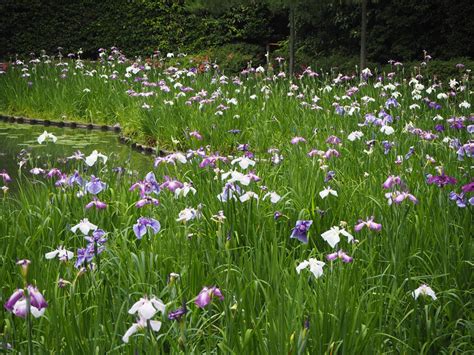 平安神宮の花菖蒲 京都旅屋