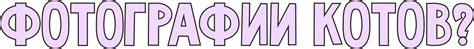 Уличные коты Израиля