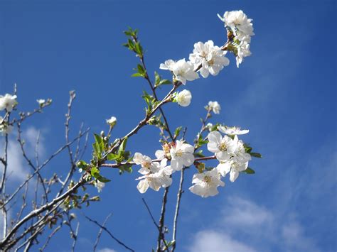 Chokecherry Grove, ADF: Beltane 2025 - update