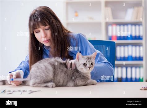 Cat Being Examining In Vet Clinic Stock Photo Alamy