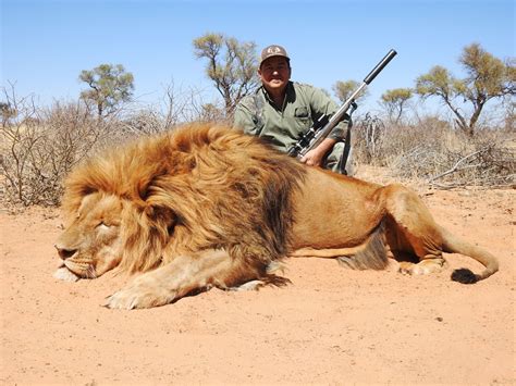 BIG LION | SPAINSAFARIS