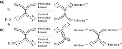 3 Schematic Representation Of Peroxidase Laccase Catalyzed Redox Cycles