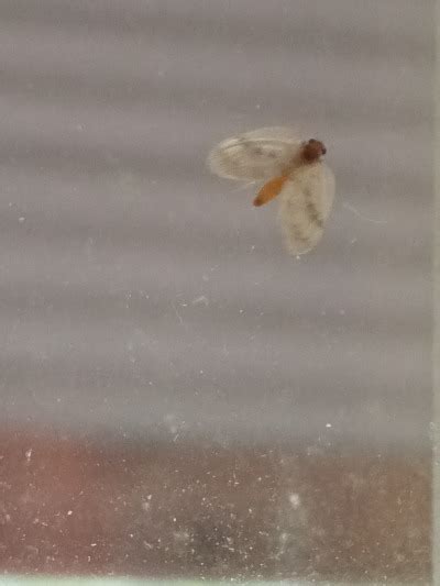 A Real Cute Brown Lacewing Tumbex