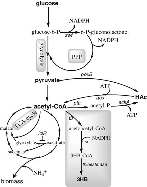 Simplified metabolic scheme showing pathways of (R)-3-hydroxybutyrate ...