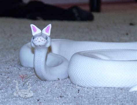 Snears! (Snake ears) : aww