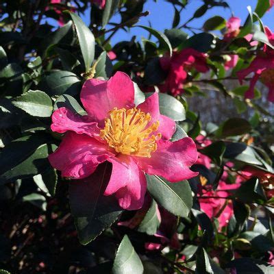 Camelia Sasanqua Cleopatra