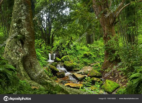 Jungles In Asia