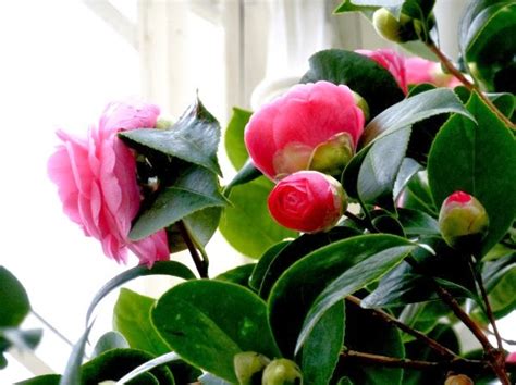 11 Diferentes Variedades De Camelias Guía De Jardín