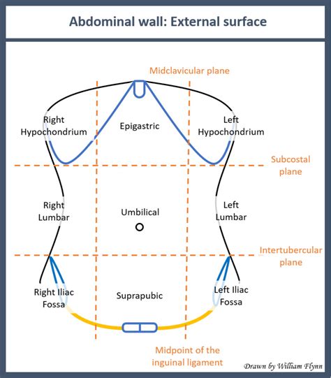 Figure Surface Anatomy Of The Abdominal Wall Contributed By William