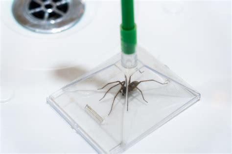 Why Your Home Needs Spider Control - Brown Pest Control