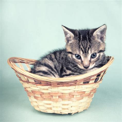 Cute Kitten In A Basket Stock Photos Image