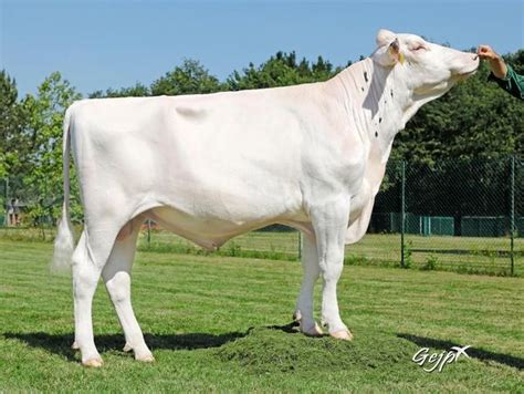 Holstein Goldselect Hayvancılık