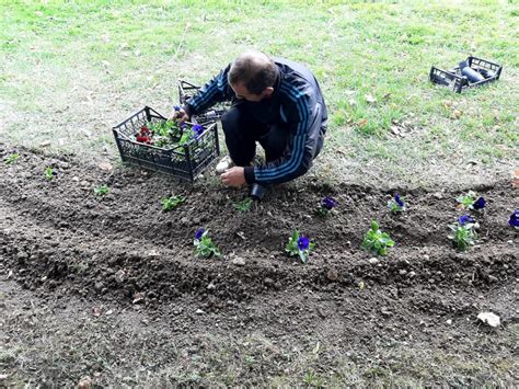 Zamjena Sezonskog Cvije A U Gradskim Cvijetnim Lejama