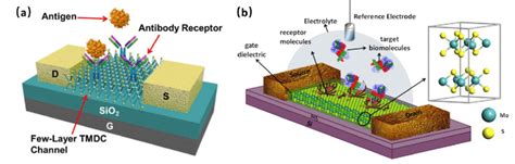 A Schematic Illustration Of The Back Gated Field Effect Transistors