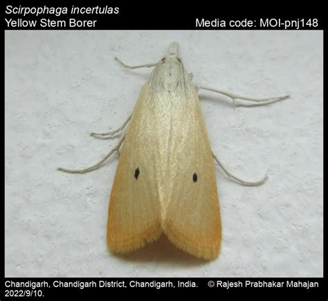 Scirpophaga Incertulas Walker 1863 Yellow Stem Borer Moths