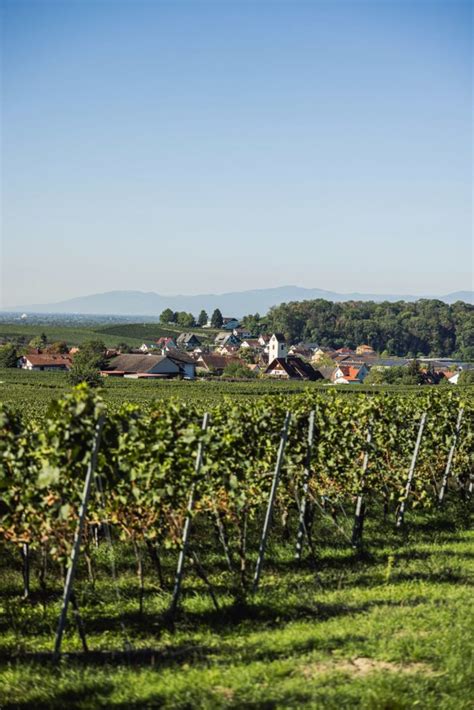 Weinlese Mit Der Winzergenossenschaft Bischoffingen Endingen