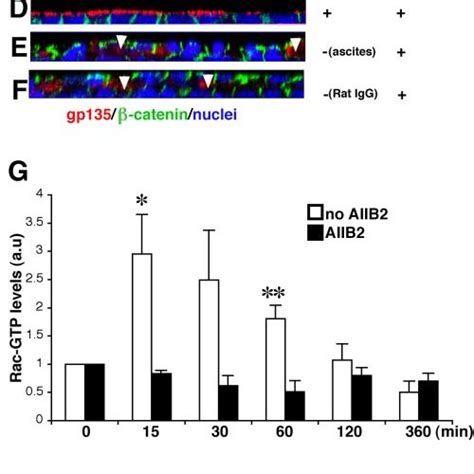 1 Integrin Mediated Activation Of Rac1 Is Required For The Formation Of