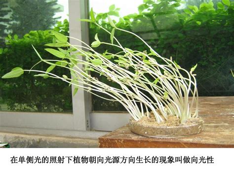 人教版教学课件09 10植物生命活动的调节word文档在线阅读与下载无忧文档