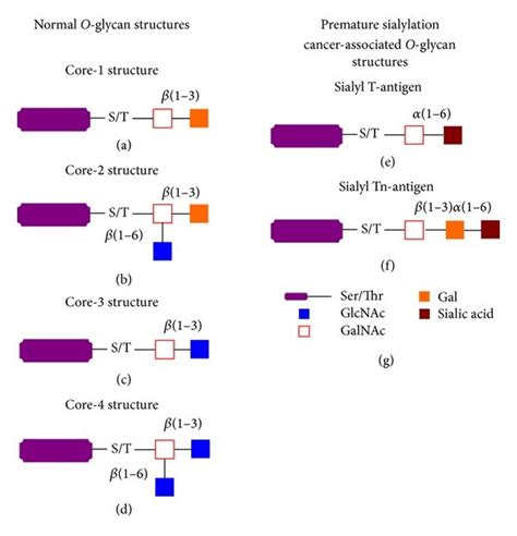 Mucin Type O Glycosylation Different Forms Of O Glycosylation Of Download Scientific Diagram