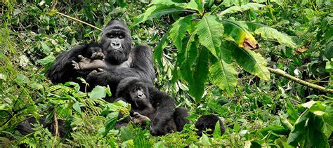 Are You Guaranteed To See Gorillas In Rwanda Saso Gorilla Safaris Uganda