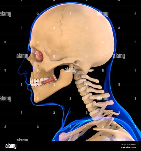 Risorius Muscle Anatomy For Medical Concept 3D Illustration Stock Photo