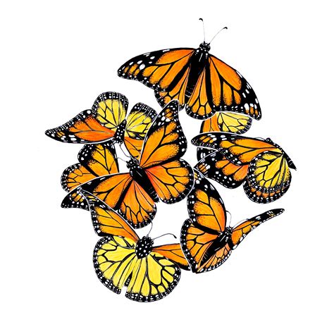Monarch Butterflies Domestika