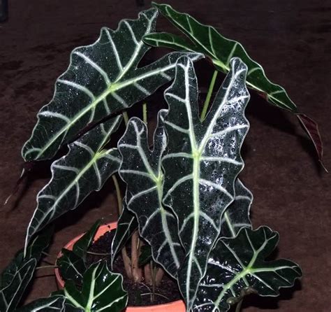 Plants And Flowers Alocasia X Amazonica