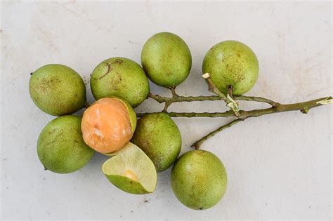 Melicoccus bijugatus / IPlantz