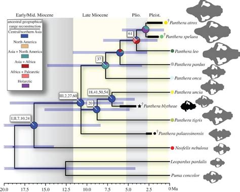 Evolution of Pantherine Cats | Dinosaur Archives