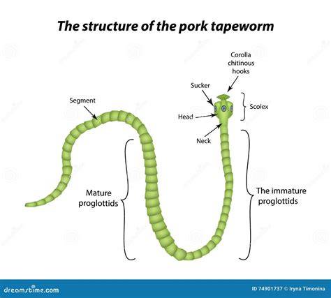 Diagram Of A Well Labelled Tapeworm