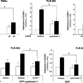 Role Of Cytohesin In Pmn And Plb Adhesion To Icam A Pmns