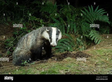 Wild Female Badger Meles Meles Sitting By Sett Hemsted Forest Near