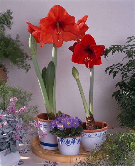 Hippeastrum Hybr Primula Acaulis Bild Kaufen