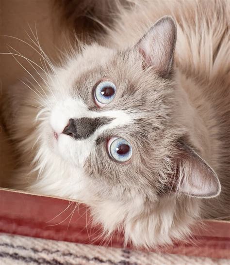 Beige cat stock image. Image of kitty, lovable, fuzzy - 37049509