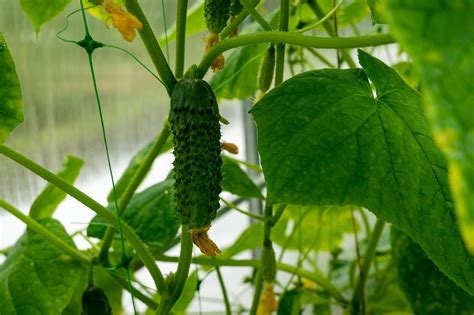 La Planta De Pepino Pepinos Flores Foto Gratis En Pixabay Pixabay