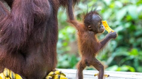 Full Day Sepilok Orang Utan Labuk Bay Proboscis Monkey Sanctuary