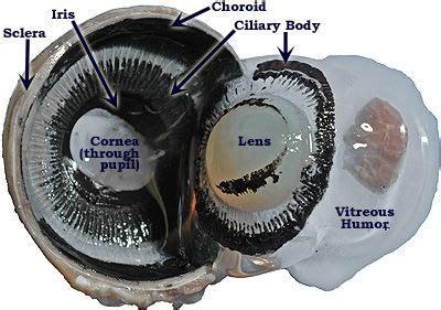 Cow Eye Dissection Diagram Labeled