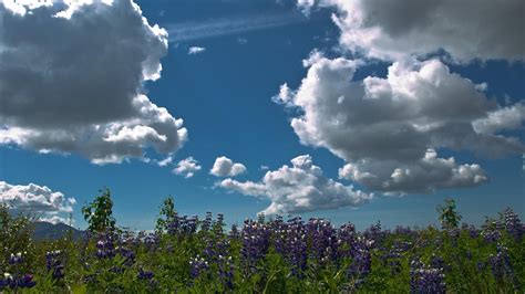 Wallpaper Sunlight Flowers Nature Grass Sky Plants Field