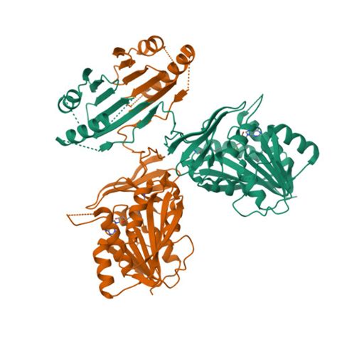 Rcsb Pdb C K Crystal Structure Of Human Spermine Synthase In