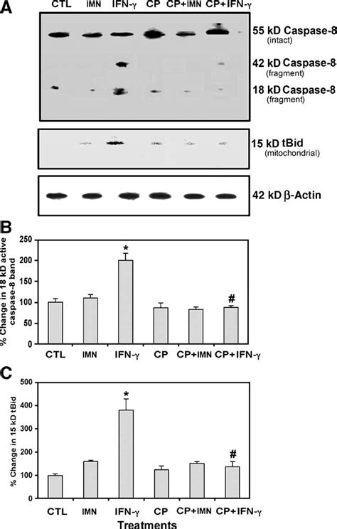 Measurement Of Caspase 8 Activation And Activity In Bid Cleavage To