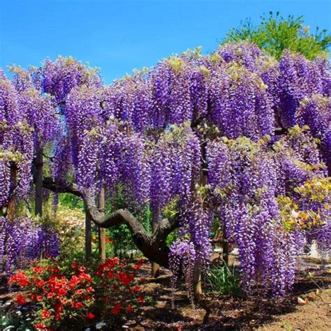 Wisteria Tree | A Unique Twist on the Classic Wisteria Vine - PlantingTree