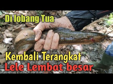 Mancing Lele Lembat Besar Di Lobang Tua Ii Unique Fishing Youtube