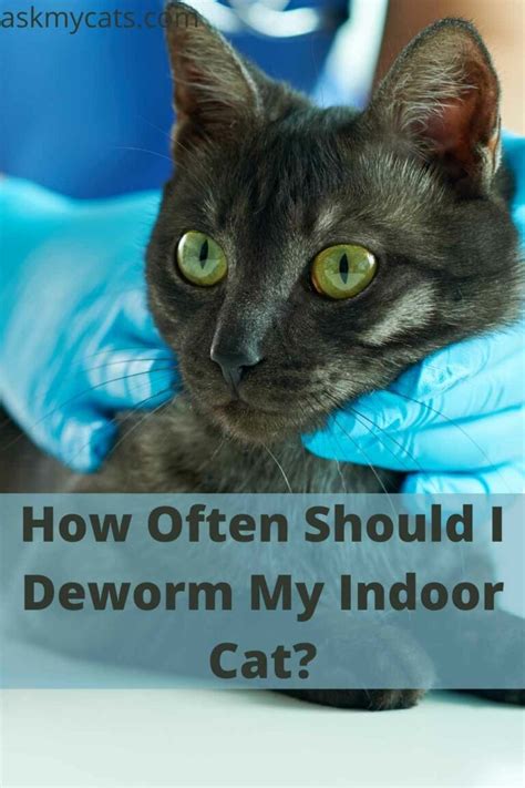 Deworming Cats! How Much Is It To Deworm A Cat?