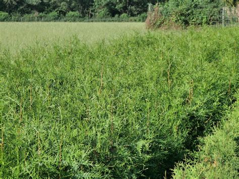 Thuja_plicata - Baltic plants