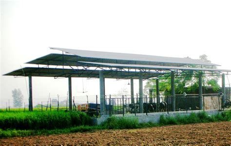 Modern Cattle Sheds Punjab Cattle Housing Cattle Farming Cow Shed