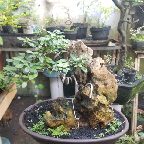 Jual Bahan Bonsai Hokiantea Hokianti Shopee Indonesia