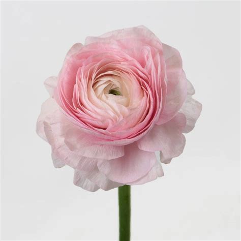 Buy Wholesale Favola Cloony Ranunculus In Bulk Fiftyflowers